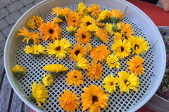 19657071_972669669539287_7768927079378126366_n